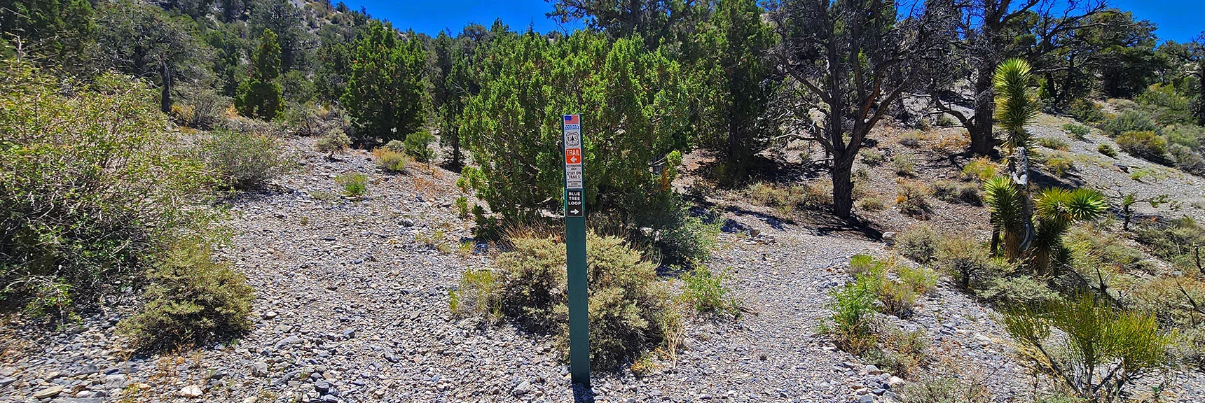 Distinct Trail Weaves Up Canyon. Left Split for Deer Creek Catch Pen Connector. Keep Right. | Blue Tree Loop | Sawmill Trailhead | Lee Canyon, Nevada