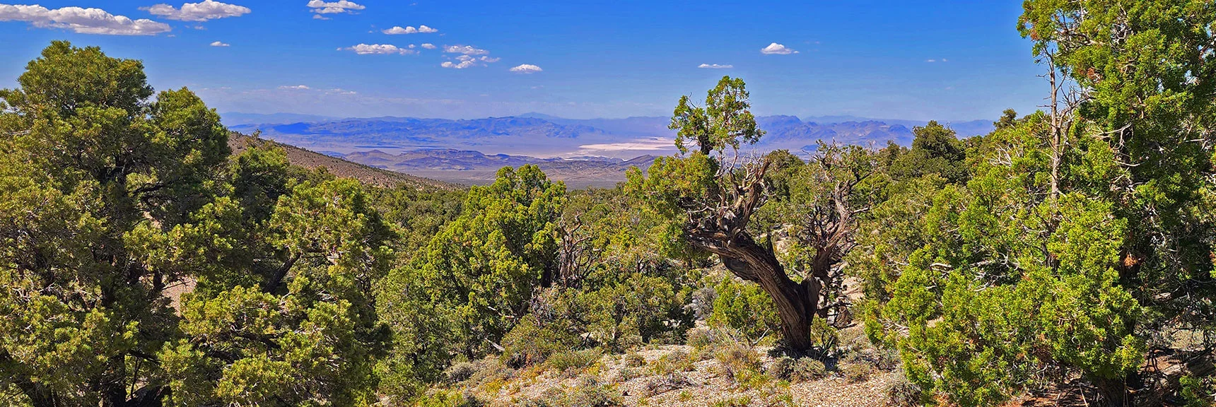 Pinyon Pines & Junipers Dominate Terrain on East Side of Loop | Mud Springs Loop Clockwise | Sawmill Trailhead | Lee Canyon, Nevada