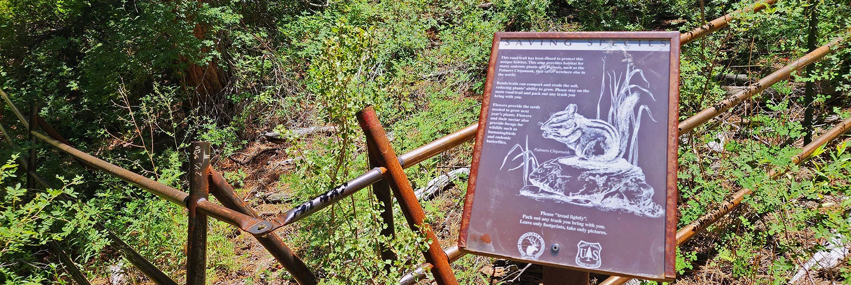 Pass Palmer Chipmunk Protected Habitat. Species Found ONLY in Spring Mts. | Mud Springs Loop Clockwise | Sawmill Trailhead | Lee Canyon, Nevada