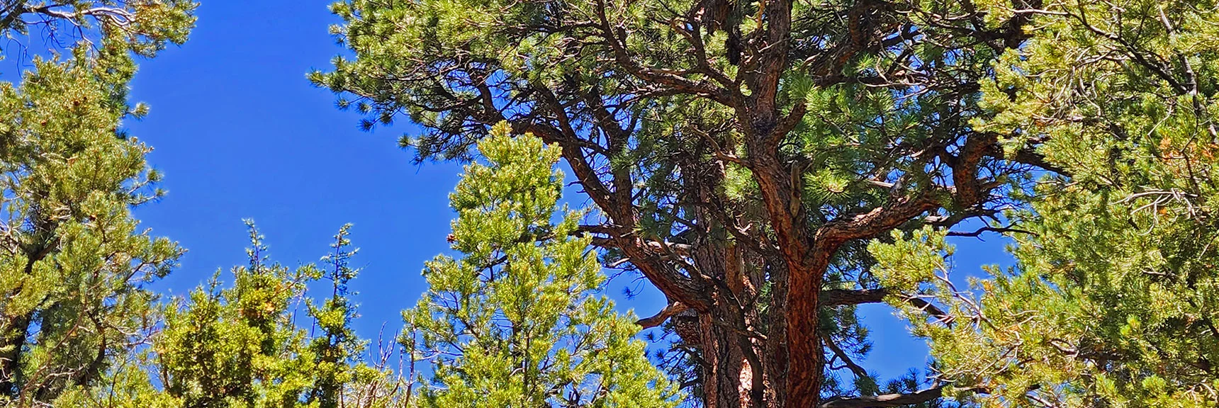 Beautifully Sculpted Ponderosa Trunks | Mud Springs Loop Clockwise | Sawmill Trailhead | Lee Canyon, Nevada