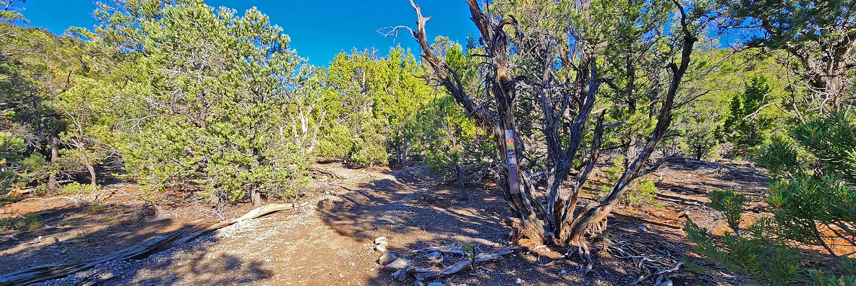 Next, Take a Left onto the Pinyon Pine Loop (red). No Mud Springs Signs Yet. | Mud Springs Loop Clockwise | Sawmill Trailhead | Lee Canyon, Nevada