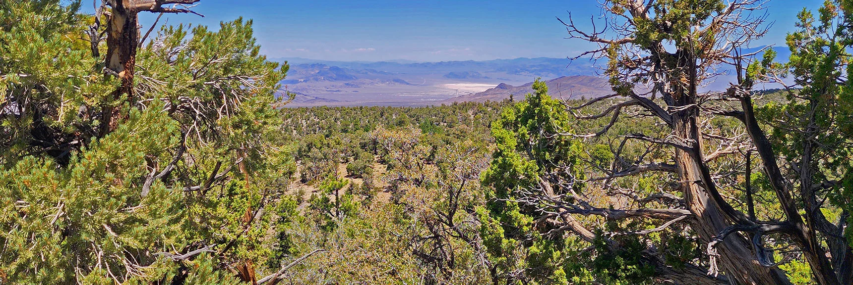 Continuing Spectacular Desert Terrain Views Below to the East | Mud Springs Loop Clockwise | Sawmill Trailhead | Lee Canyon, Nevada