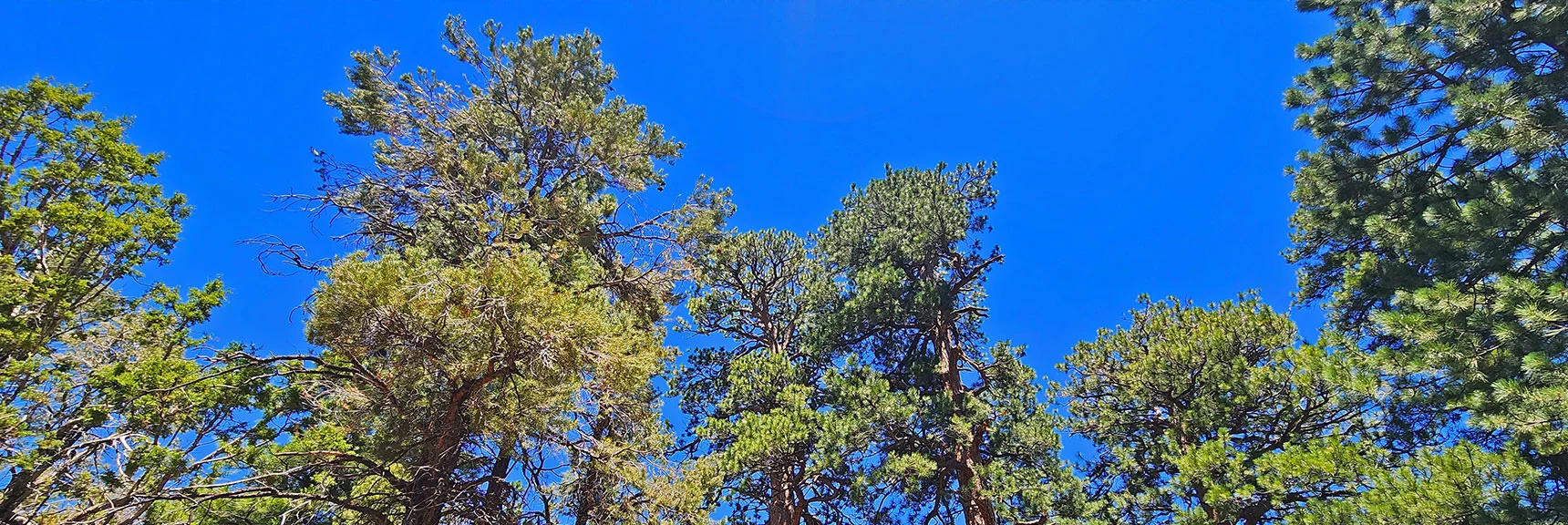 Such Contrast to the Smaller Pinyon Pines and Junipers | Mud Springs Loop Clockwise | Sawmill Trailhead | Lee Canyon, Nevada