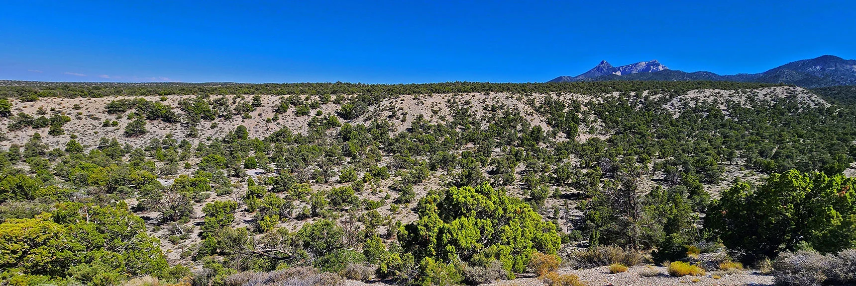 Macks Canyon is Massive at This Lower Elevation. We Crossed it Earlier When a Gully | Mud Springs Loop Clockwise | Sawmill Trailhead | Lee Canyon, Nevada
