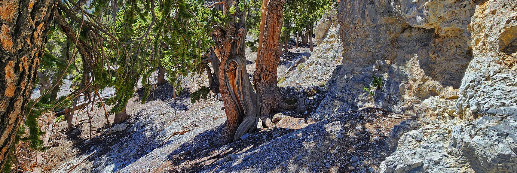 Soon a Real Pathway Will Appear As You Angle Left Along Saddle Base. | Deer Creek North Fork Canyon | Mt Charleston Wilderness, Nevada