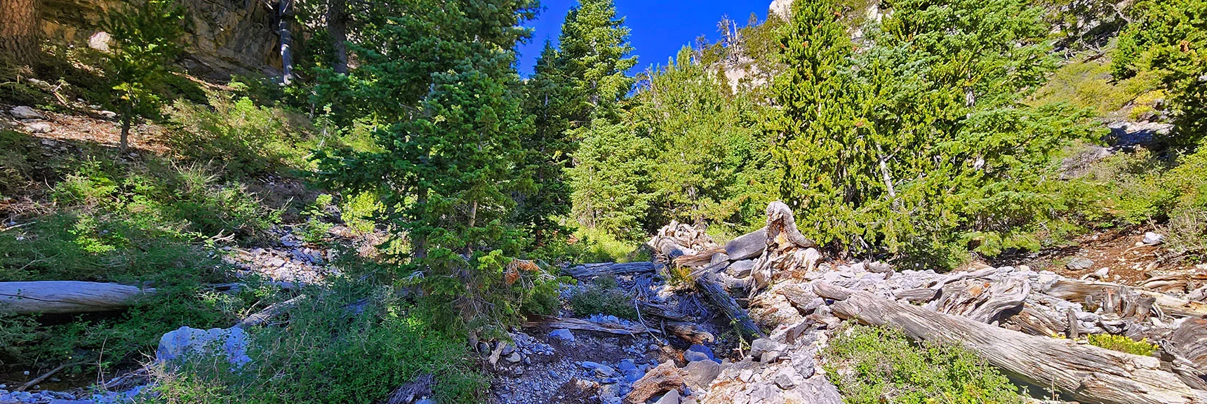 Begin Navigating Obstacles in Main Canyon Wash | Deer Creek North Fork Canyon | Mt Charleston Wilderness, Nevada