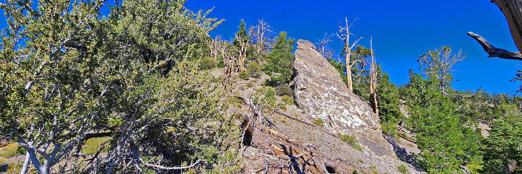 Limestone Pillar Marker. Continue Another 400ft Ascent to 9,470ft, Then Turn | Mummy’s Forehead Summit | Mt Charleston Wilderness, Nevada