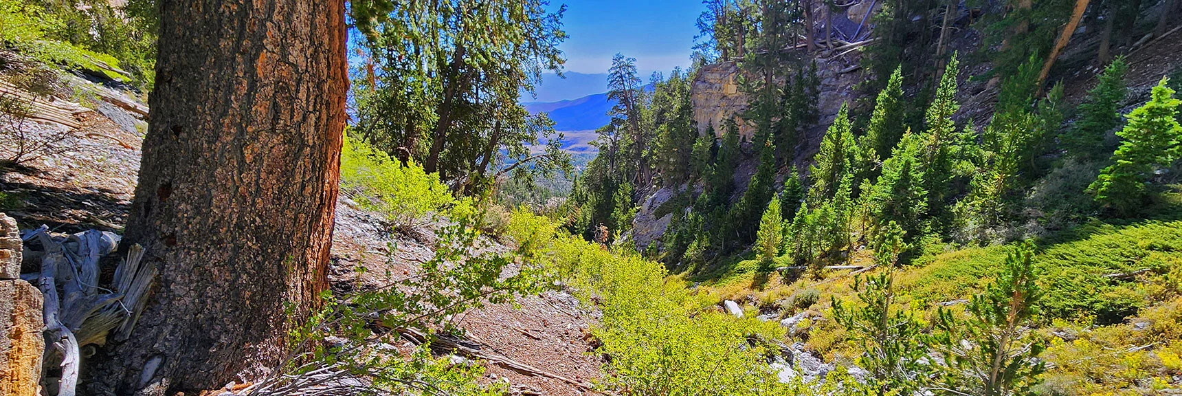 Where the Left Bypass Reenters Wash, Cross to Right Bypass Path | Deer Creek North Fork Canyon | Mt Charleston Wilderness, Nevada