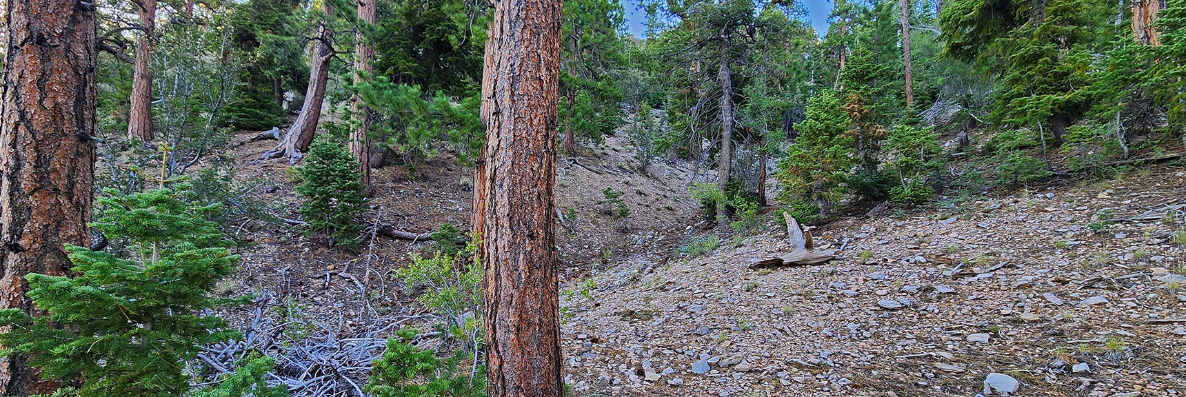 Ascend Ridge Gully Soon for View Route, Stay on Road for Fast Route. | Mummy’s Forehead Summit | Mt Charleston Wilderness, Nevada