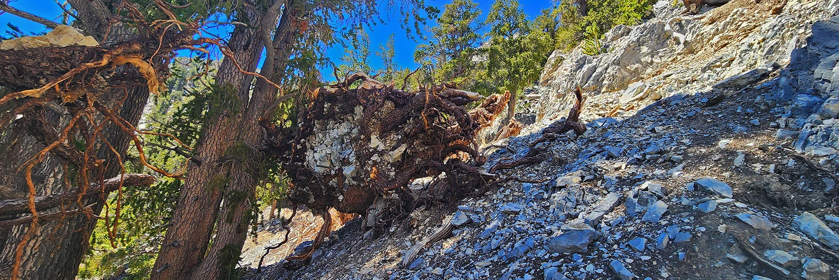 Even the Bristlecones Have Trouble Holding on Here! All Class 2 So Far. | Deer Creek North Fork Canyon | Mt Charleston Wilderness, Nevada