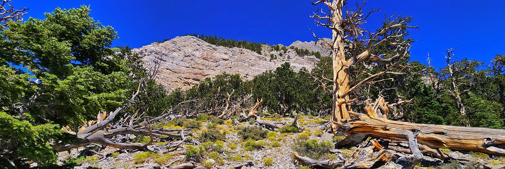 Mummy's Nose Cliffs Above. This Ridge Possibly Leads to Plane Crash Site. | Mummy’s Forehead Summit | Mt Charleston Wilderness, Nevada
