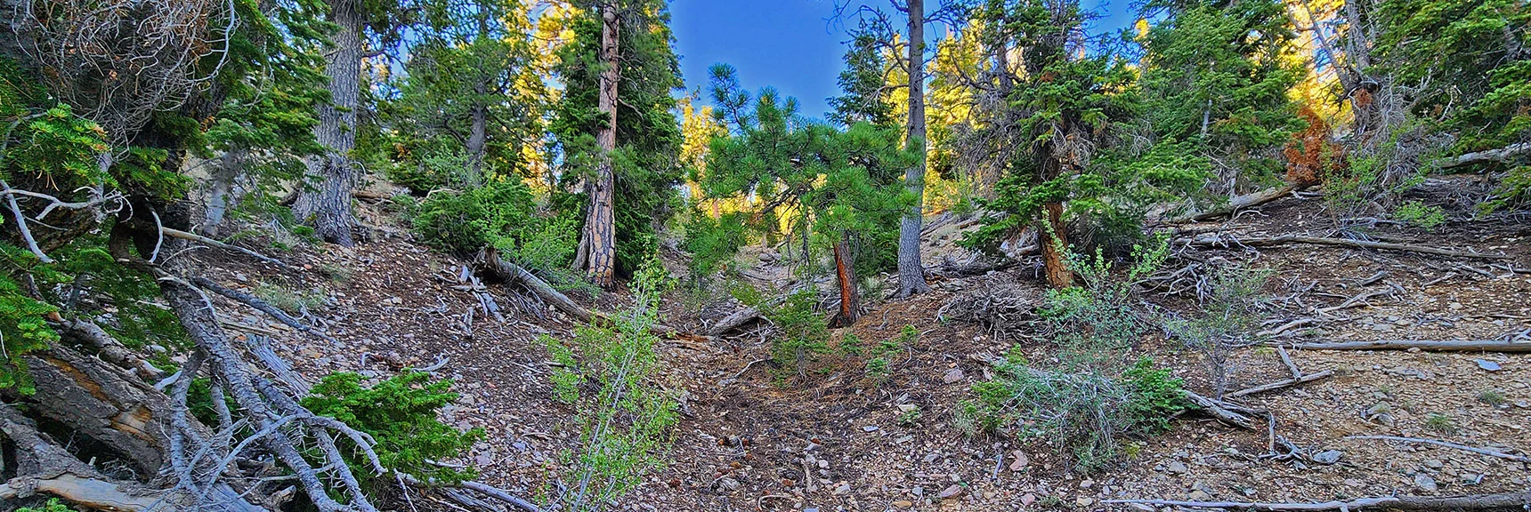 Ascending Ridgeline Gully. Alternately, Faster Route: Stay on 092a. | Mummy’s Forehead Summit | Mt Charleston Wilderness, Nevada