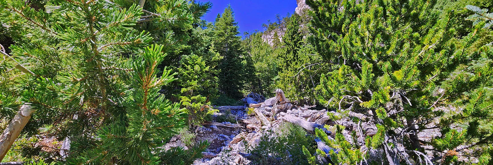 Gully Obstacles Are Reason for Earlier Upper Cliff Base Approach. | Mummy’s Forehead Summit | Mt Charleston Wilderness, Nevada