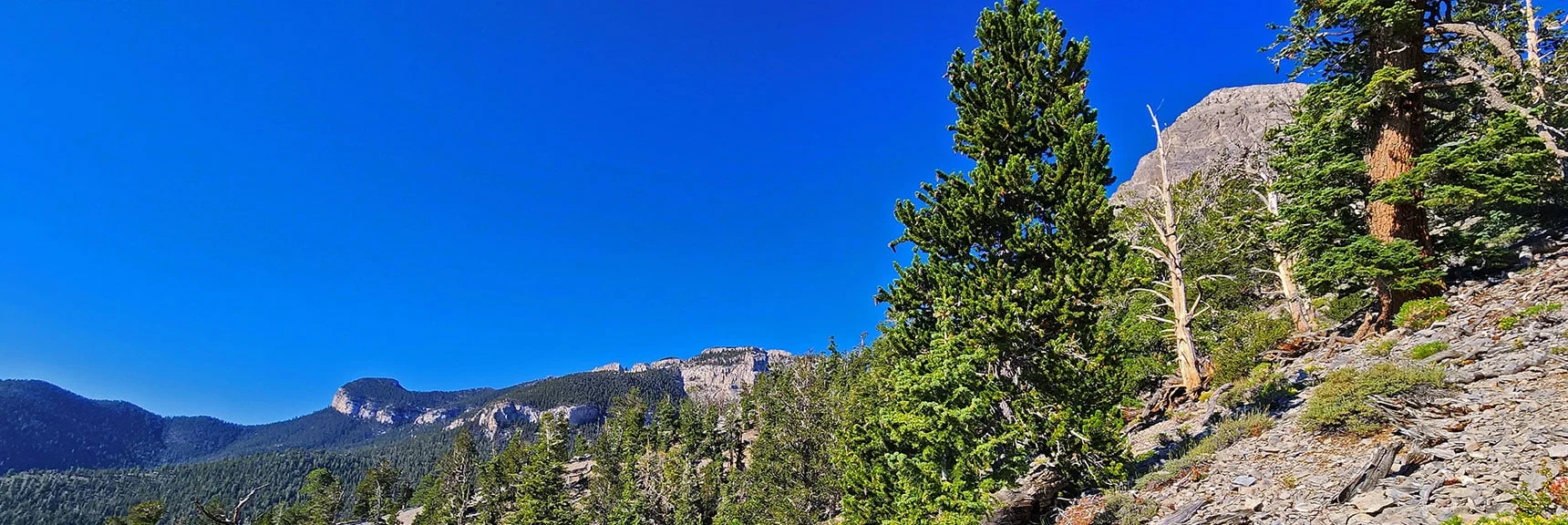 Left Turn Along Base of Mummy's Nose Cliffs in the "Sweet Spot" Traverse Elevation | Mummy’s Forehead Summit | Mt Charleston Wilderness, Nevada