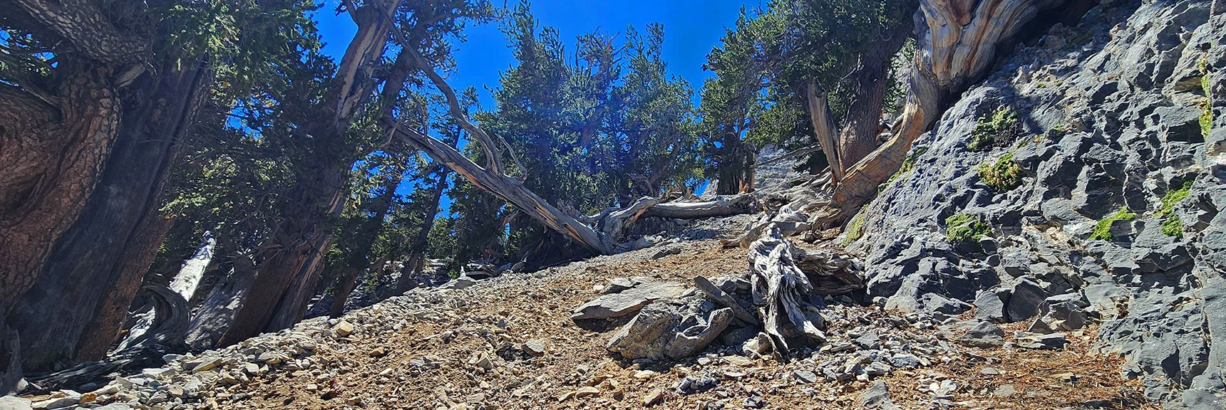Mummy's Forehead Less Than 150 ft Above. Watch for Routes Up to Right | Deer Creek North Fork Canyon | Mt Charleston Wilderness, Nevada
