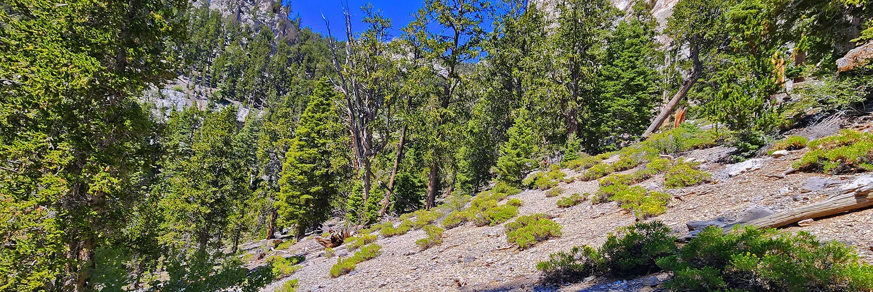 Angle Toward Deer Creek North Fork Gully. | Mummy’s Forehead Summit | Mt Charleston Wilderness, Nevada