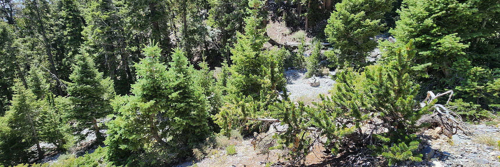 Will Meet Gully at 9,470ft, Then Ascend Gully Toward Mummy's Chin. | Mummy’s Forehead Summit | Mt Charleston Wilderness, Nevada