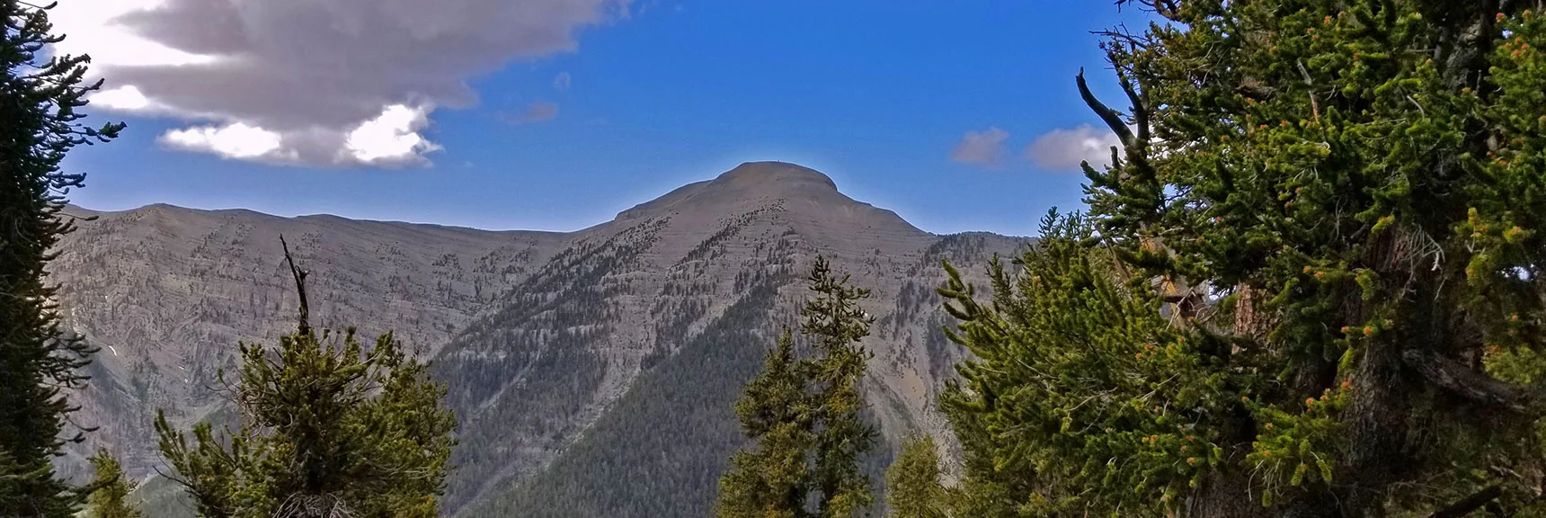 Initial View of Charleston Peak from the Upper North Loop Trail. | Lee Peak Summit via Lee Canyon Mid Ridge | Mt. Charleston Wilderness | Spring Mountains, Nevada