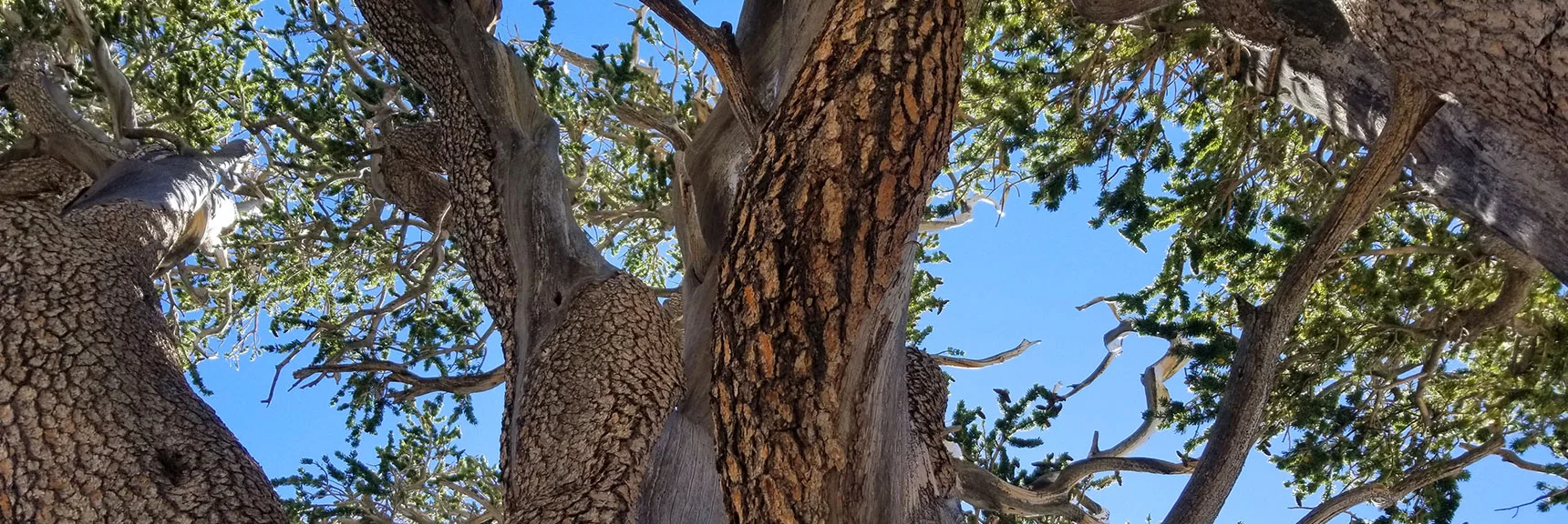 Rain Tree Looking Up from the Trunk