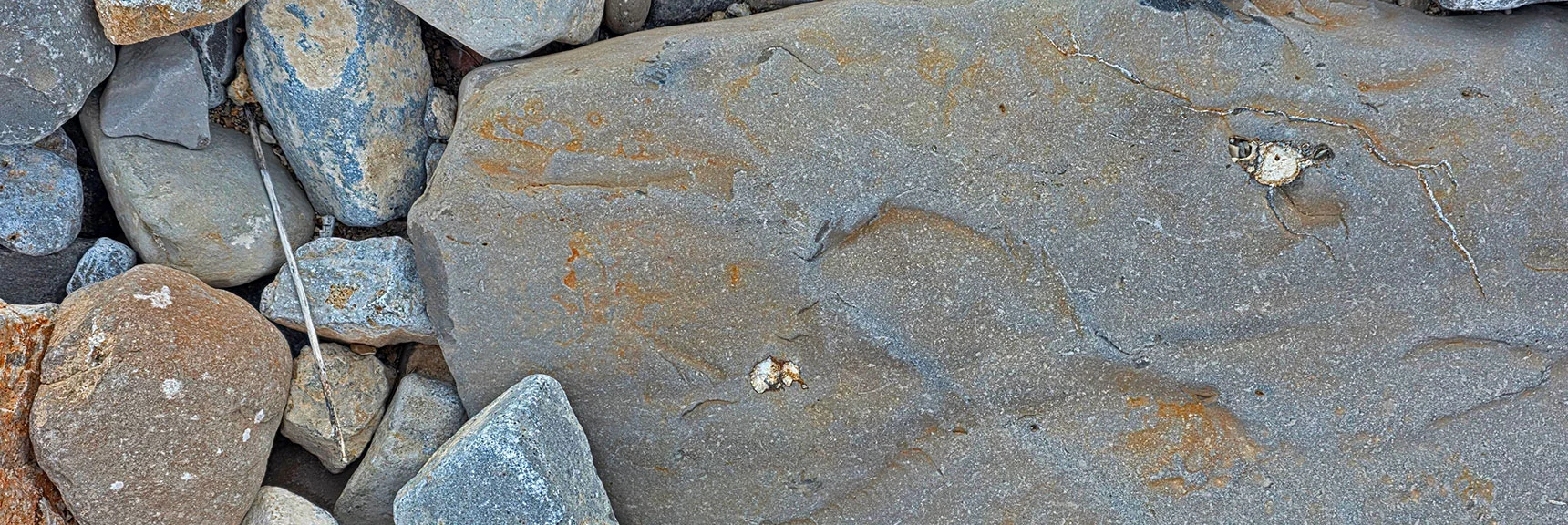 Some Fossils Are Actually in Original Shell Form As If They Were Alive Yesterday | La Madre Mt North Ridge | La Madre Mountains Wilderness, Nevada