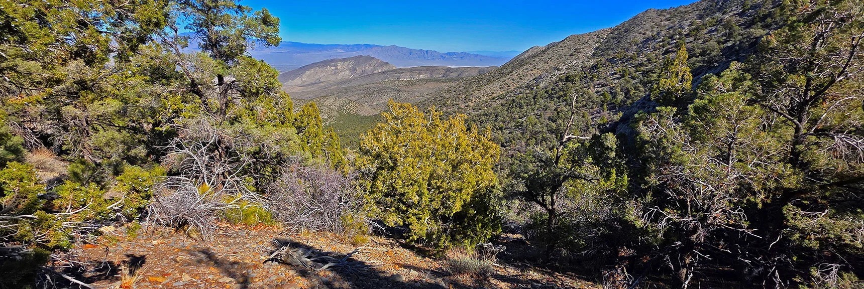 Descend Saddle, Return Along Base of Eastern La Madre Ridgeline | La Madre East Ridge Approaches | La Madre Mountains Wilderness, Nevada