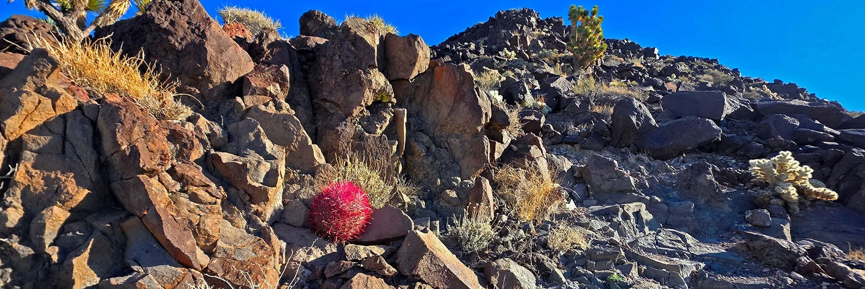 High Desert Rock Garden Continues to Amaze! | Black Mountain North Loop | McCullough Hills | Sloan Canyon National Conservation Area, Nevada