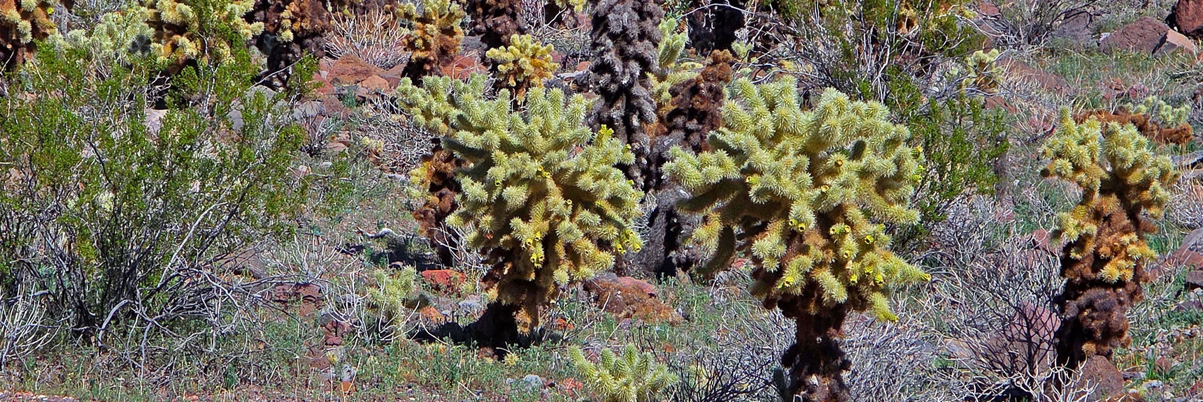 Teddy Bear Cholla Glow Golden in the Sunlight. | Lonesome Wash Upper Entrance | Eldorado Wilderness, Nevada